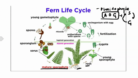 in-what-ways-does-the-morphology-size-and-shape-of-the-sporophyte-differ-from-that-of-the-gametophyte-in-ferns-47367
