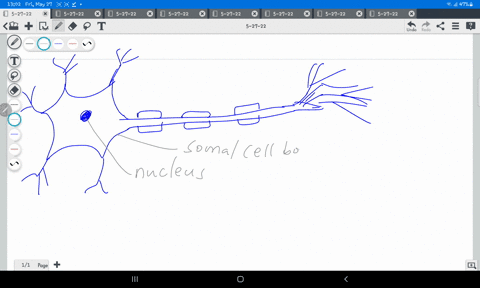 what-part-of-a-neuron-conducts-electrical-signals-away-from-the-cell-body-44117