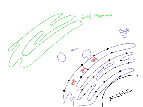 the-rough-endoplasmic-reticulum-and-golgi-apparatus-work-together-in-eukaryotic-cells-what-is-one-way-that-the-rough-endoplasmic-reticulum-assists-the-golgi-apparatus-it-determines-which-pro-33866