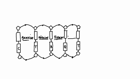 the-cell-cycle-dna-structurereplicationand-mitosiscontinued-two-hydrogen-bonds-while-cytosine-and-guanine-form-three-the-result-of-this-bonding-pattern-is-a-dna-molecule-that-twists-into-a-t-31397