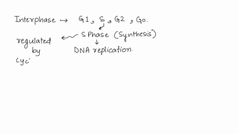 if-a-cell-does-not-go-through-the-s-phase-of-the-cell-before-mitosis-what-might-be-wrong-with-the-daughter-cells-83777