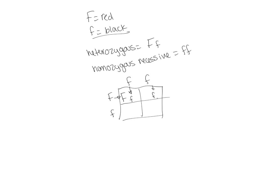 SOLVED: Red hair is dominant to black hair in humans. Using F for red and f for black, draw a ...