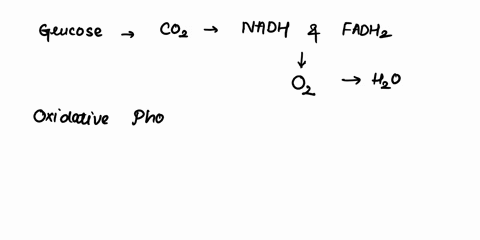 identify-the-statements-that-accurately-describe-how-hydrogen-ion-concentration-relates-to-energy-production-in-oxidative-phosphorylation-hydrogen-ion-concentration-is-higher-in-the-intermem-73349
