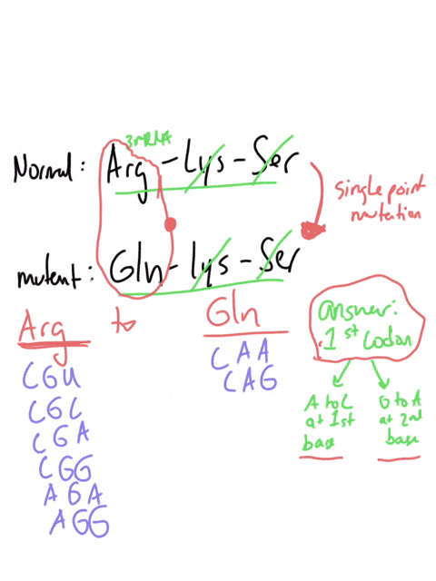 particular-protein-sequence-has-the-normal-amino-acid-sequence-of-arginine-lysine-serine-a-point-mutation-occurs-in-the-template-coding-strand-of-the-dna-and-the-sequence-changes-to-glutamin-33847