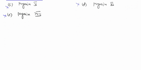 which-type-of-myosin-contains-a-single-head-and-can-link-actin-strands-to-plasma-membrane-a-myosin-i-b-myosin-ii-c-myosin-v-d-myosin-vi-e-myosin-xiii-67237
