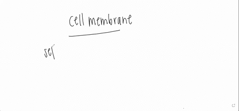 what-is-the-main-function-of-the-cell-membrane