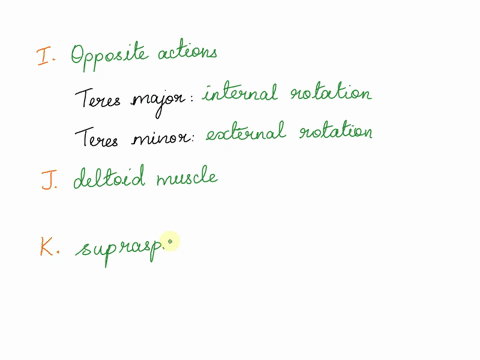 provides-strength-antagonistic-k-what-muscle-initiates-abduction-from-0-15-degrees-l-list-the-medial-internal-rotators-of-the-humerus-m-list-the-lateral-external-rotators-of-the-humerus-v-wh-25266