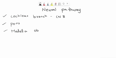 put-the-following-parts-of-the-neural-pathway-in-the-order-that-action-potential-would-travel-from-the-ear-to-the-brain2-points-cochlear-branch-of-cn-viii-midbrain-auditory-association-area-84055