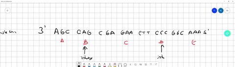 determine-the-relationships-among-dna-base-sequences-mrna-base-sequences-codons-anticodons-and-amino-acids-a-dna-template-strand-is-read-as-follows-3-agc-cag-cga-gaa-ctt-ccc-ggc-aaa-5-sectio-07304
