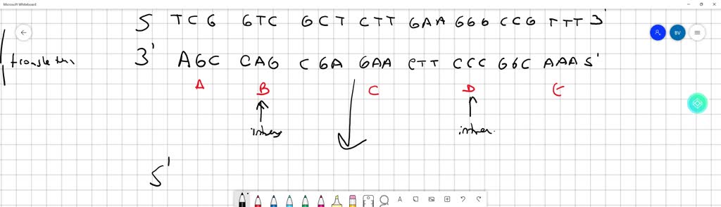 SOLVED: Determine the relationships among DNA base sequences, mRNA base ...