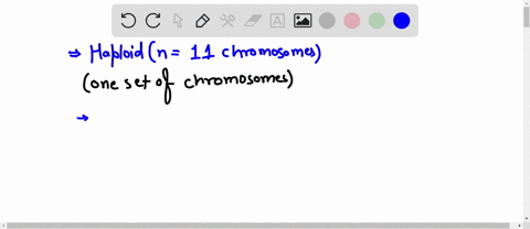 calculate-the-diploid-tetraploid-and-octoploid-number-of-chromosomes-for-this-species-if-its-haploid-number-is-11-chromosomes