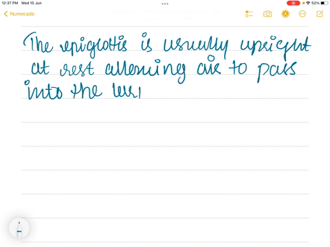 what-is-the-importance-of-the-epiglottis-21821