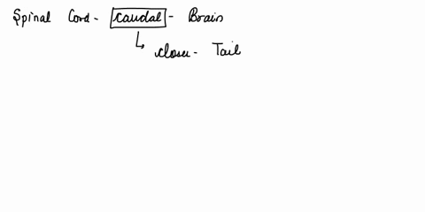 the-anatomic-location-of-the-spinal-canal-is-a-caudal-b-dorsal-c-frontal-d-transverse-e-ventral-79812