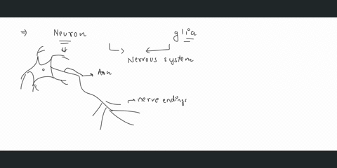 define-neuron-and-glia-describe-its-important-structural-components-in-both-cns-pns-and-relate-each-to-a-functional-role-26384