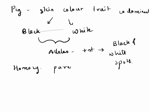 9-co-dominant-in-pigs-the-trait-for-black-skin-b-and-the-trait-for-white-skin-w-are-co-dominant-when-both-alleles-are-present-the-pig-will-have-skin-with-both-black-spots-and-white-spots-wha-51468