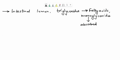 in-the-intestinal-lumen-triglycerldes-are-digested-to-fatty-acids-and-monoglycerides-these-two-components-are-absorbed-through-the-intestinal-mucosa-and-enzymatlcally-reunlted-t0-re-form-trl-85323