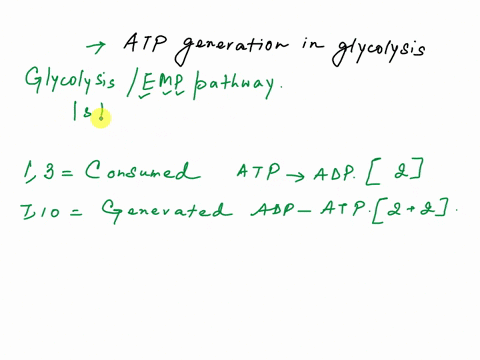 as-a-result-of-glycolysis-there-is-a-net-gain-of-how-many-atps-33422