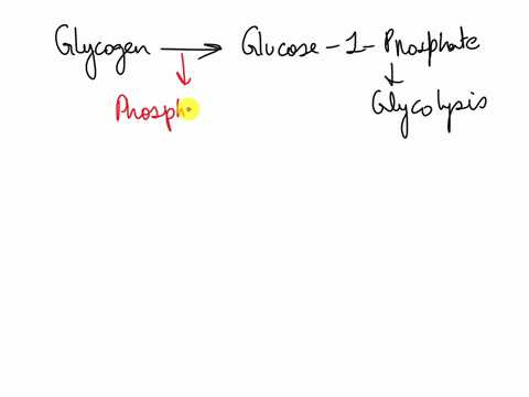 glycogenolysis-results-in-the-breakdown-of-glycogen-into-molecules-of-glucose-phosphate-why-is-the-glycolytic-gain-from-glycogenolysis-considered-greater-than-from-free-glucose-select-one-ph-04747