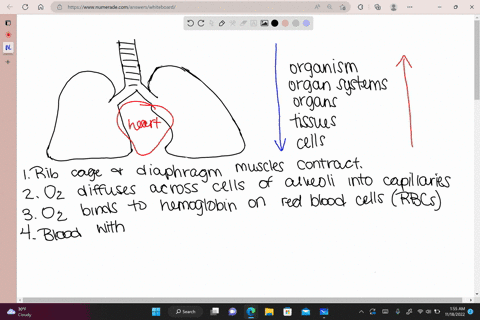 cells-require-o2to-serve-as-a-final-electron-acceptor-in-the-process-of-cellular-respiration-a-series-of-enzymatic-reactions-that-function-to-oxidize-organic-molecules-to-produce-atp-co2-is-91057
