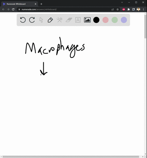 which-of-the-following-statements-best-explains-how-macrophages-kill-bacteria-select-one-a-by-secreting-interferon-b-by-releasing-perforin-and-granzymes-from-their-cytoplasmic-granules-c-exc-86222