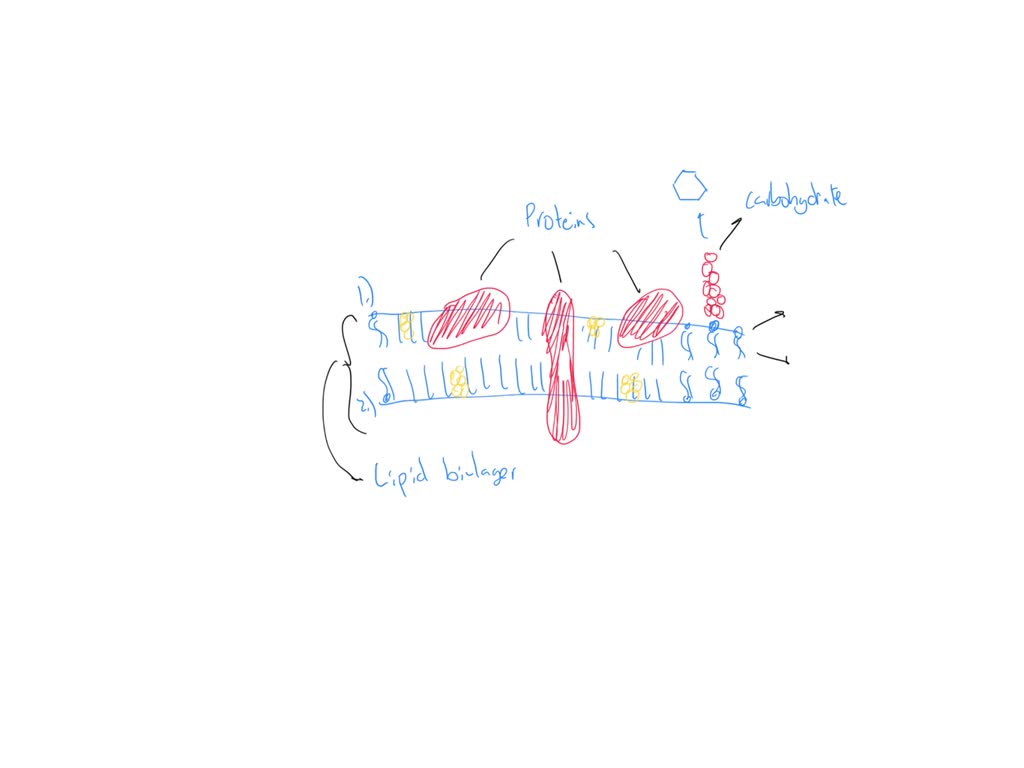 Cell Membrane | 11.8.19 – AP Biology with Kristen