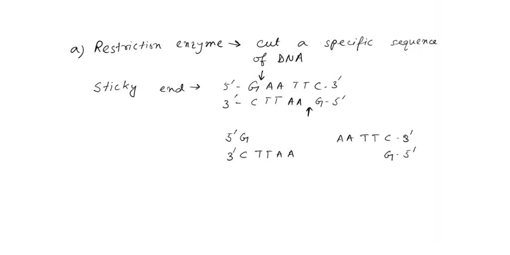 SOLVED: The recognition sites of some restriction enzymes are shown ...