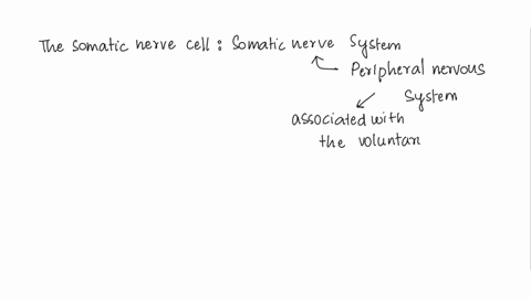 the-nervous-system-that-carries-impulses-or-messages-to-the-central-nervous-system-is-the-15857