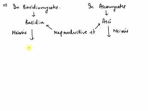 why-are-the-number-of-spores-extending-from-the-basidia-and-asci-normally-found-in-multiples-of-four-62734