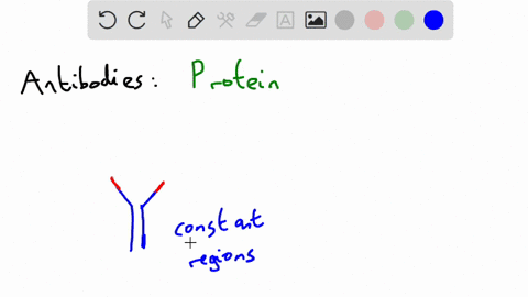 what-type-of-molecule-forms-the-antibodies-found-in-the-human-immune-system-68262