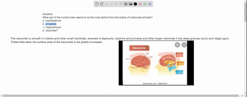 what-part-of-the-human-brain-seems-to-be-the-most-distinct-from-the-brains-of-nonhuman-animals-a-hypothalamus-b-amygdala-c-hippocampus-d-neocortex-11688