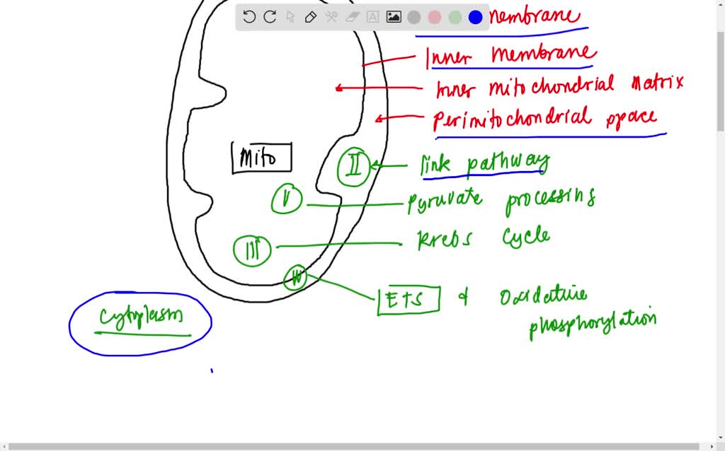 mitochondria cellular respiration blank