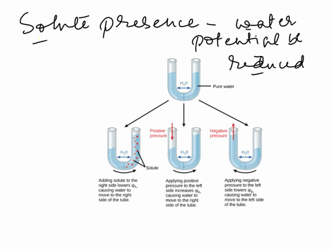 amount-by-which-water-potential-is-reduced-due-to-presence-of-solute-is-called-a-pressure-potential-b-solute-potential-c-matric-potential-d-none-of-the-above-11818