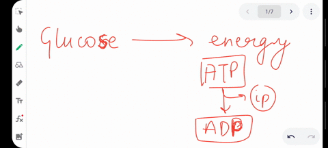 question-18-1-pts-the-effect-of-high-levels-of-adp-is-to-in-cellular-respiration-increase-the-activity-of-specific-enzymes-slow-down-the-pathway-have-no-effect-on-the-activity-of-specific-en-03037