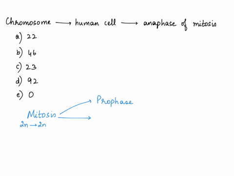 how-many-chromosomes-are-present-in-human-cell-during-anaphase-of-mitosis-65866