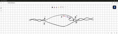 in dna replication how does the leading strand differ from the lagging ...