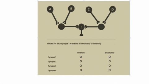the-neural-circuit-shown-below-has-7-neurons-5-are-labelled-a-e-and-6synapses-4-are-labelled-1-4-note-that-the-synapses-made-by-b-and-c-are-excitatory-indicated-by-the-signs-assume-all-thres-25606