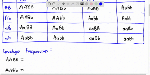 calculate-the-frequencies-of-the-genotypes-and-phenotypes-of-the-offspring-that-would-be-produced-by-mating-organisms-with-various-combinations-of-the-two-alleles-of-each-gene-assuming-indep-98693