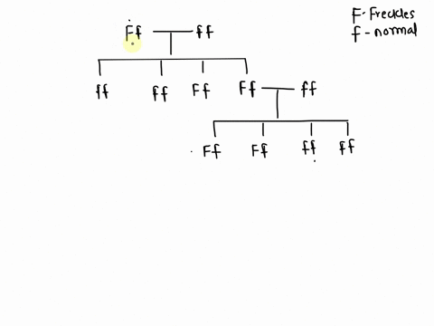freckles-are-caused-by-a-dominant-allele-a-man-has-freckles-but-one-of-his-parents-does-not-have-freckles-the-man-has-fathered-a-child-with-a-woman-that-does-not-have-freckles-draw-out-a-ped-61566