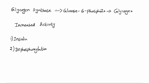 glycogen-synthase-catalyzes-glycogen-synthesis-categorize-which-are-associated-with-an-increase-or-decrease-in-glycogen-synthase-activity-increased-glycogen-synthase-activity-decreased-glyco-28097