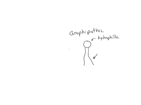 explain-why-amphipathic-molecules-like-detergents-and-phospholipids-tend-to-form-micelles-or-lipid-bilayers-in-water