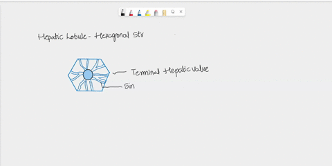 describe-the-histology-of-the-liver-making-reference-to-the-classic-hepatic-lobule-21393