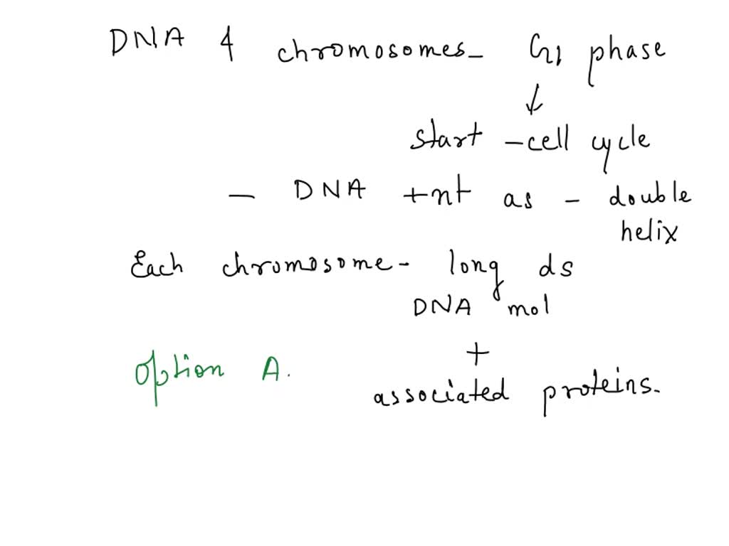 SOLVED: During G1 phase; chromosomes consist of one long DNA molecule ...