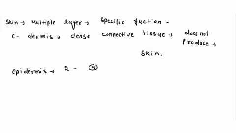 cells-actively-divide-in-a-stratum-basale-b-stratum-corneum-c-stratum-dermis-d-the-layer-with-cells-44648