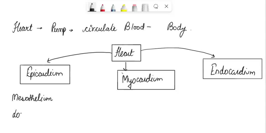 solved-what-are-the-primary-tissue-types-present-in-the-endocardium