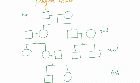 pedigree-1-draw-a-simple-pedigree-of-four-generations-in-the-space-provided-below-the-original-parents-have-been-drawn-for-you-they-produce-a-male-and-female-child-the-male-child-marries-and-65844