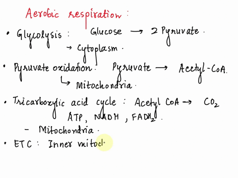 uret-e4-jaen-wrie-wuealam-15-polnts-list-the-5-slges-ofacroble-respiration-numben-necetetya-st-happenng-that-sge-n0-hrci-uhany-detetntlon-ulwnal-eln-undt-lne-wgag-dtaw-queaton-15-poine-the-c-76489
