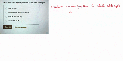 which-electron-carriers-function-in-the-citric-acid-cycle-nad-only-the-electron-transport-chain-nadh-and-fadh2-adp-and-atp-part-a-which-electron-carriers-function-in-the-citric-acid-cycle-na-45698