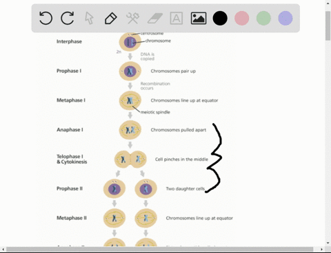 an-organism-has-one-pair-f-homologous-chromosomes-what-stage-mitosis-meiosis-or-meiosis-ii-does-each-of-the-following-drawings-represent-are-the-above-cells-in-prophase-metaphase-anaphase-or-92294