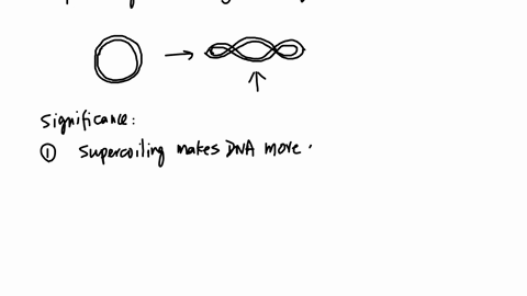 what-is-a-dna-supercoiling-why-is-it-important