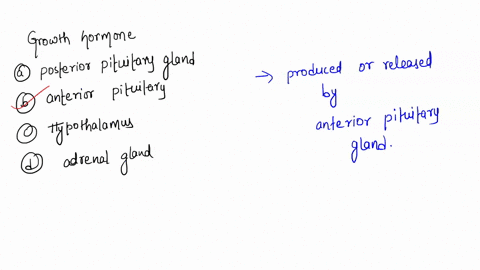 growth-hormone-gh-is-released-by-what-endocrine-gland-a-posterior-pituitary-gland-b-anterior-pitui-2-21034